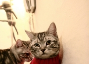 开云官方app入口-火力全开！勒沃库森战术体系碾压爱尔兰，蒂亚戈关键战接管世界排名争夺